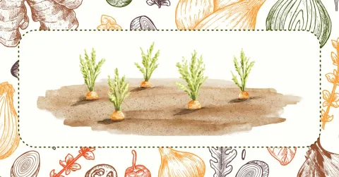 Watercolor style picture of 5 carrots sprouting from the ground.